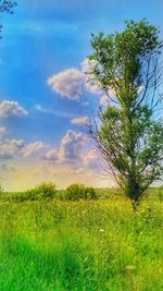 Plants growing on land against sky