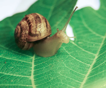 Close-up of snail on leaf