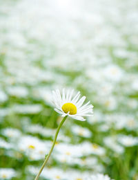 Close-up of white daisy flower