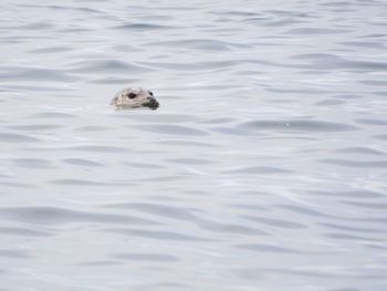 Close-up of turtle swimming in water