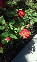 Close-up of pink rose blooming outdoors