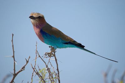 Low angle view of bird perching on branch against sky