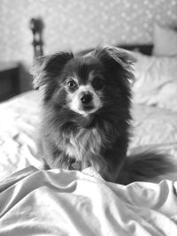 Portrait of dog on bed at home