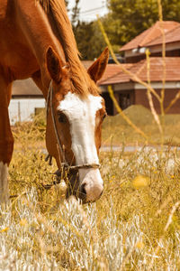 Horse in field