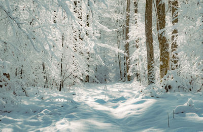 Snow covered land