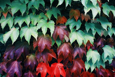 Full frame shot of autumn leaves