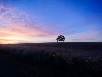 Scenic view of agricultural field against sky during sunset