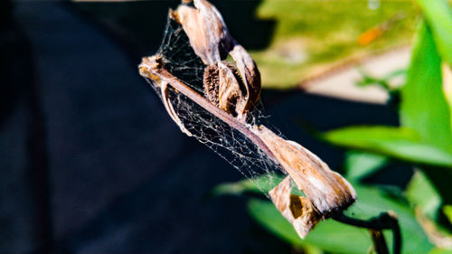 Close-up of dried leaves on plant