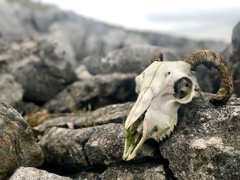 Sheep skull