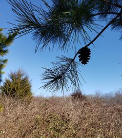 Low angle view of trees on field against clear sky