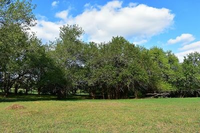 Trees on field against sky