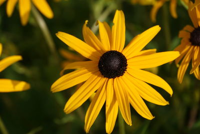 Close-up of yellow daisy flower