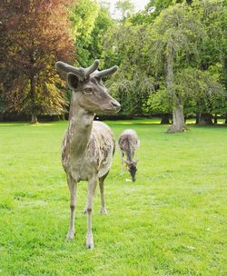 Deer on grassy field