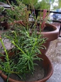 High angle view of potted plant