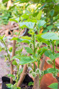 Close-up of fresh green plant in field