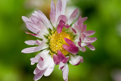 Close-up of purple flowering plant