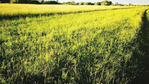 Crops growing on field