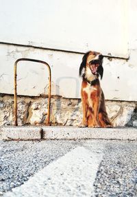 Dog sitting on footpath against wall