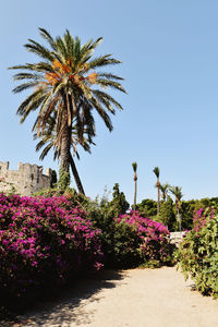 Pink flowering plant against clear sky