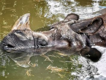 View of duck swimming in lake