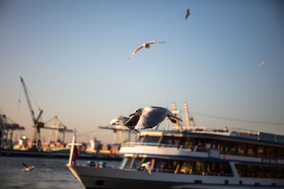 Seagulls flying in the sky