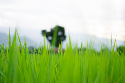 Close-up of grass on field against sky