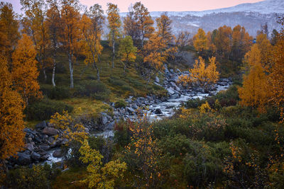 Trees and plants in forest during autumn