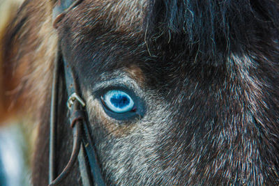 Close-up of horse's  eye