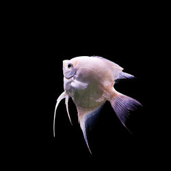 Close-up of fish underwater