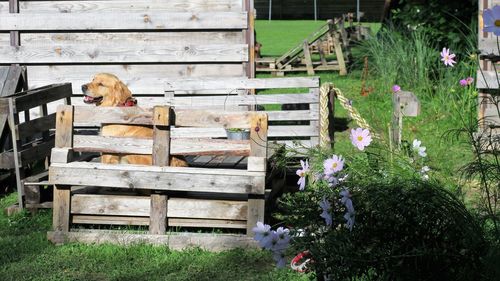 Cat on flowers