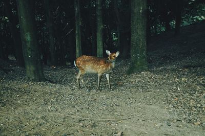 Deer on field in forest