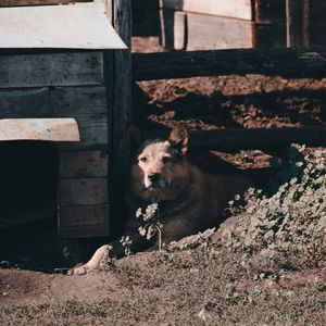 Portrait of dog on field