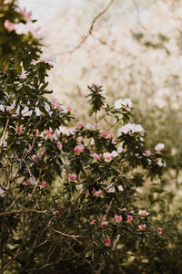 Close-up of pink flowering plant