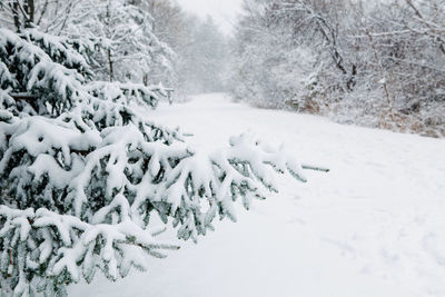 Snow covered land and trees