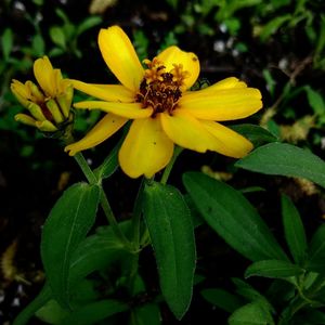 Close-up of yellow flowering plant