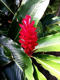 Close-up of red flower blooming outdoors