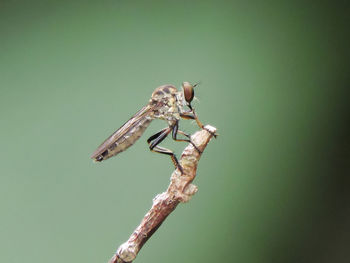 Close-up of insect perching on flower