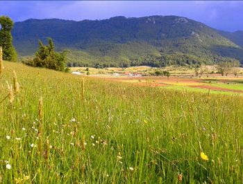 Scenic view of landscape against sky