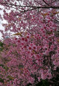 Low angle view of pink flowers blooming on tree