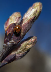 Close-up of insect on flower