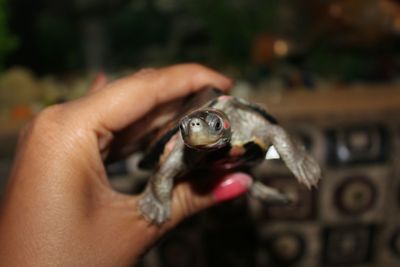 Close-up of hand holding turtle