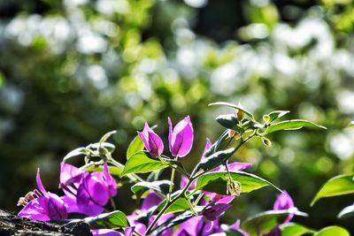 Close-up of pink flowering plant