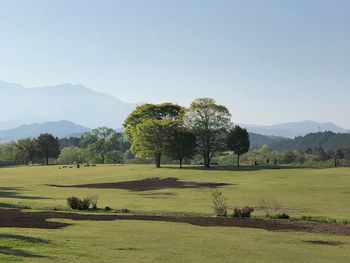 Trees on field against clear sky