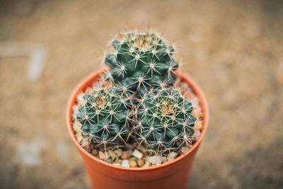 High angle view of succulent plant in pot
