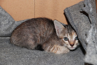 Close-up portrait of kitten relaxing outdoors