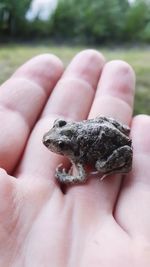 Close-up of hand holding leaf