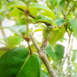 Low angle view of lizard on tree