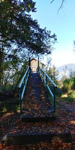 View of bridge in forest