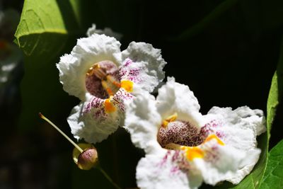 Close-up of flowers