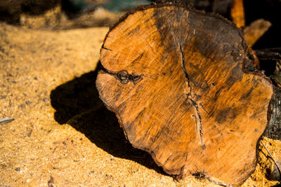 Close-up of dead tree on field